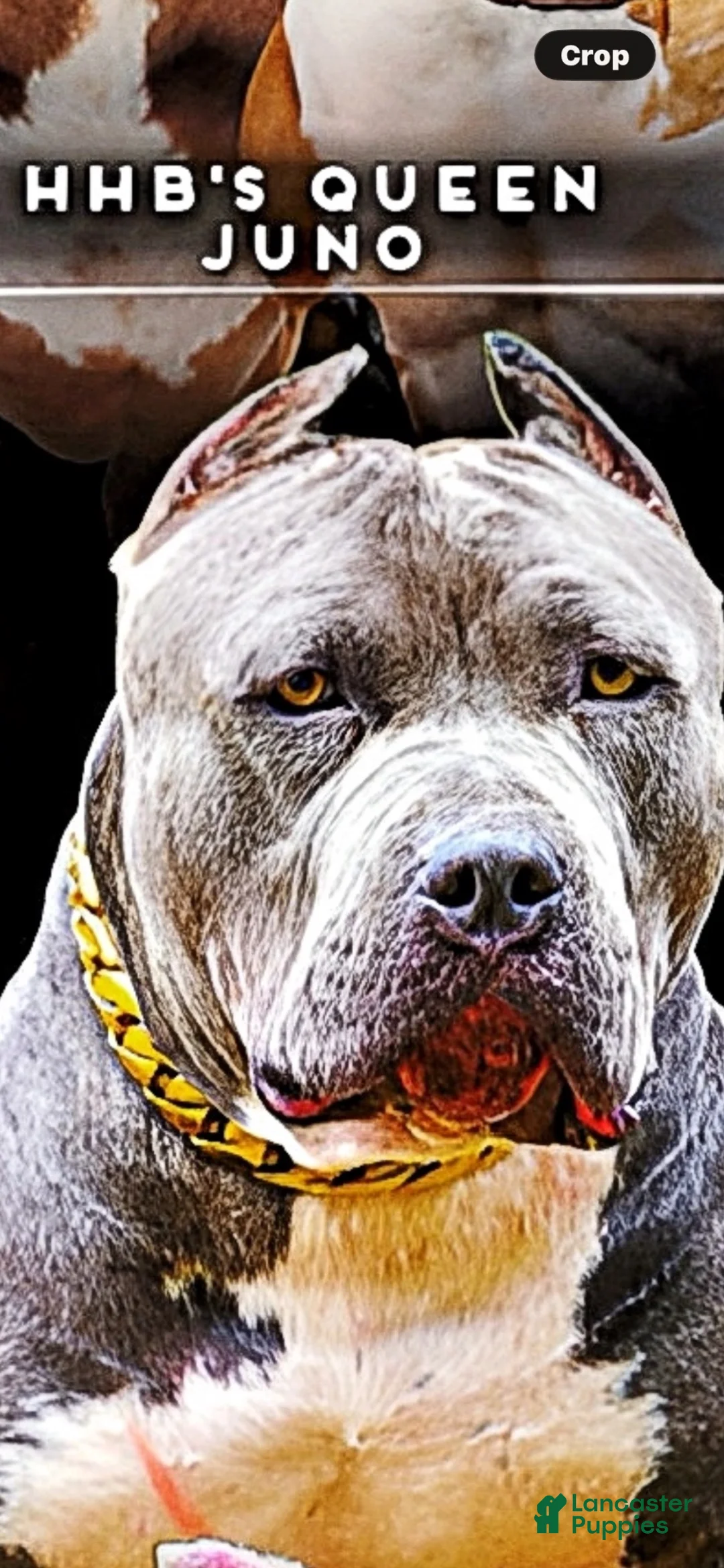 American Bully dogs for sale: American Bully 3 - Ad 2