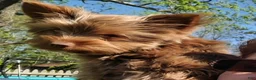 Yorkshire Terrier dogs for sale: Yorkshire Terrier 1 - Ad 3
