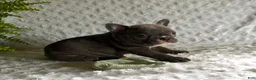 French Bulldog dogs for sale: Star - Ad 5