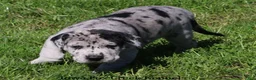 Great Dane dogs for sale: Great Dane 2 - Ad 4