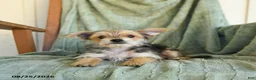 Morkie dogs for sale: Norman - Ad 4
