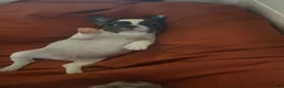 French Bulldog dogs for sale: Mad Max - Ad 4