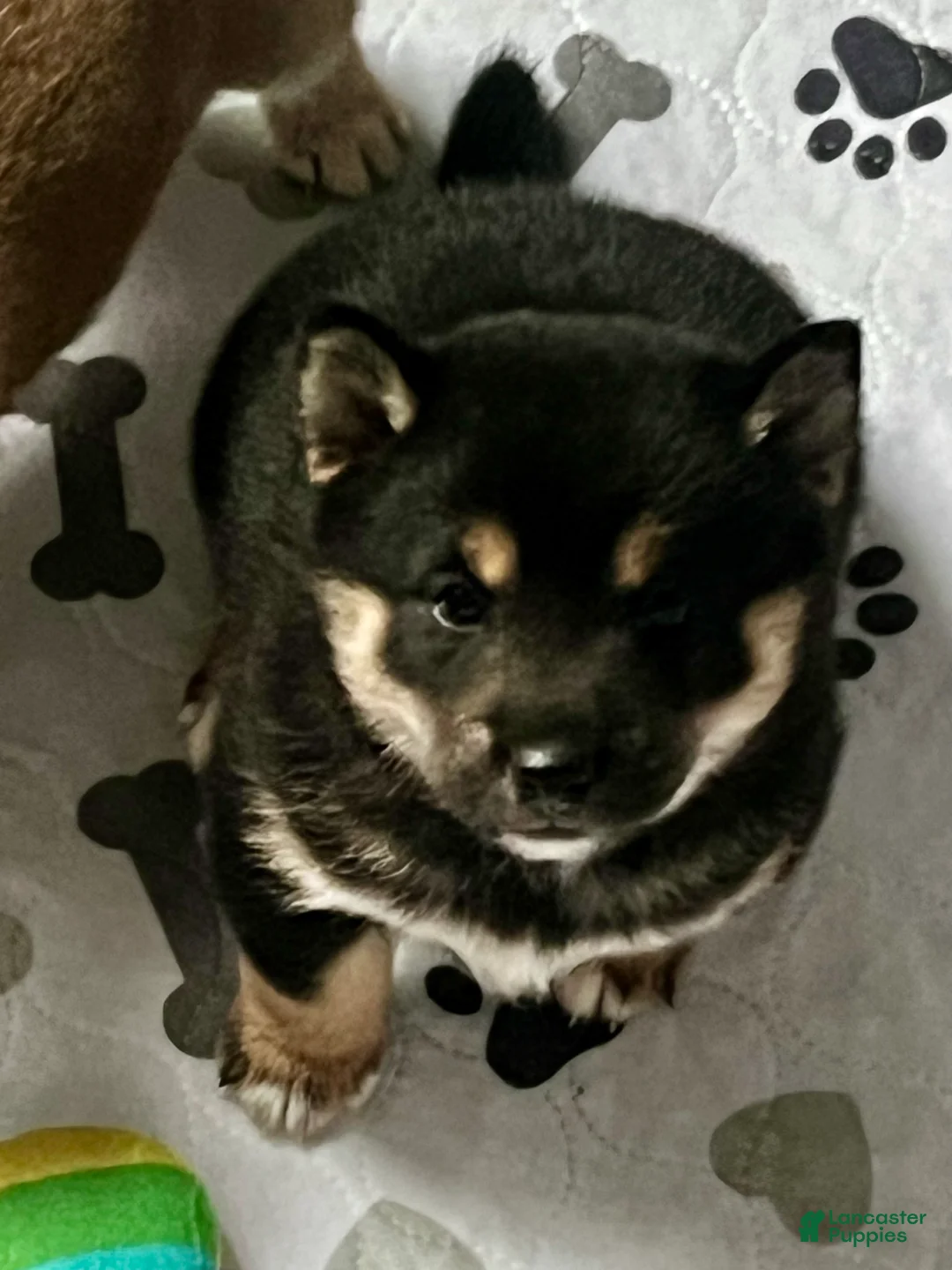 Shiba Inu dogs for sale: Suki - Ad 1