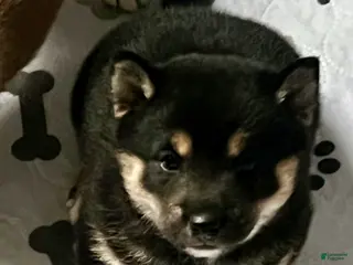 Shiba Inu dogs Suki - Ad 39