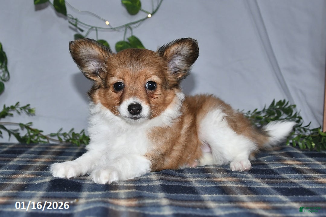 Papillon dogs for sale: Cruzer - Ad 3