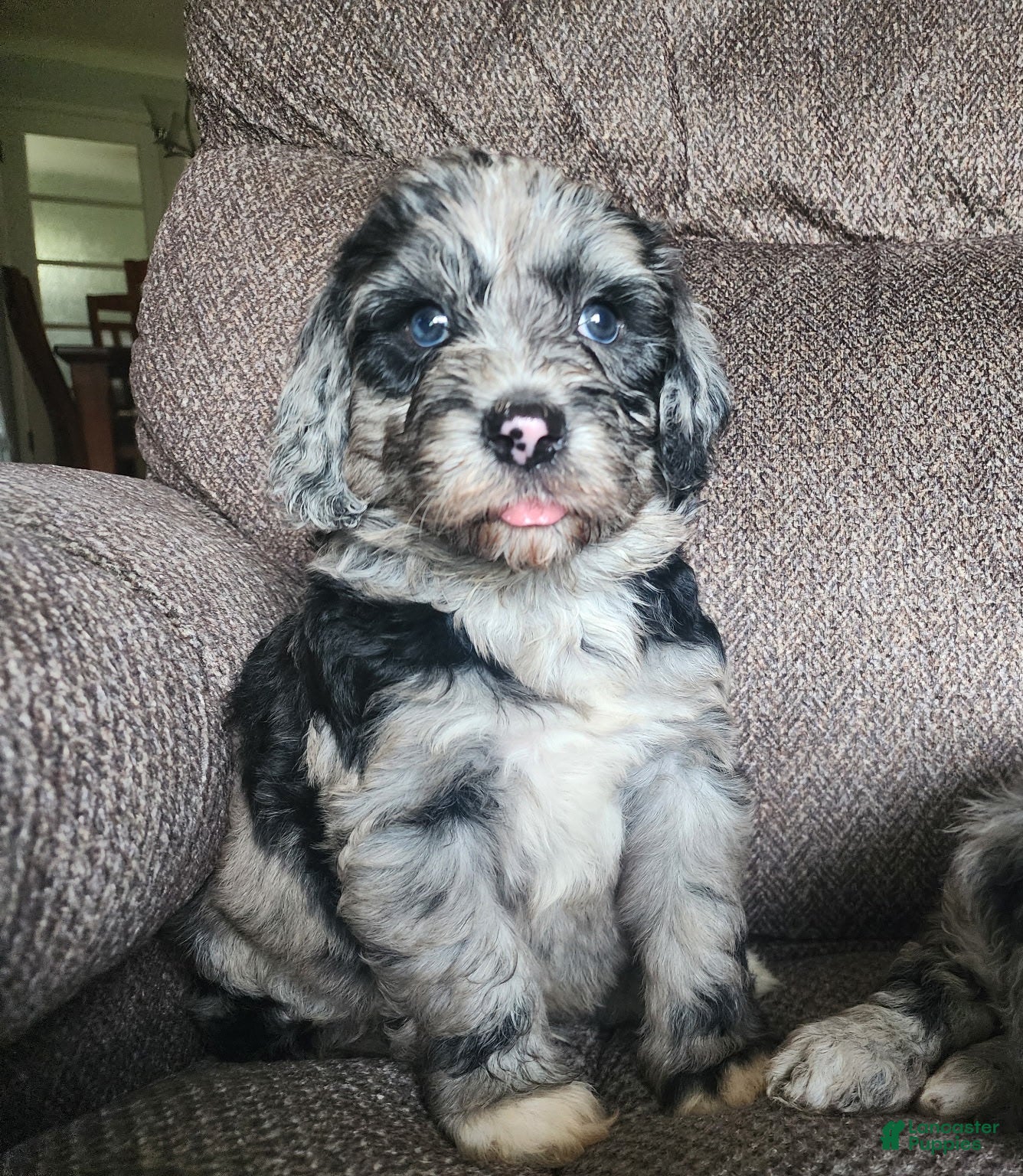 Mini Sheepadoodle dogs Cosmo - Ad 2
