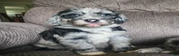 Mini Sheepadoodle dogs for sale: Cosmo - Ad 13