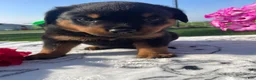 Rottweiler dogs for sale: Dozer - Ad 4
