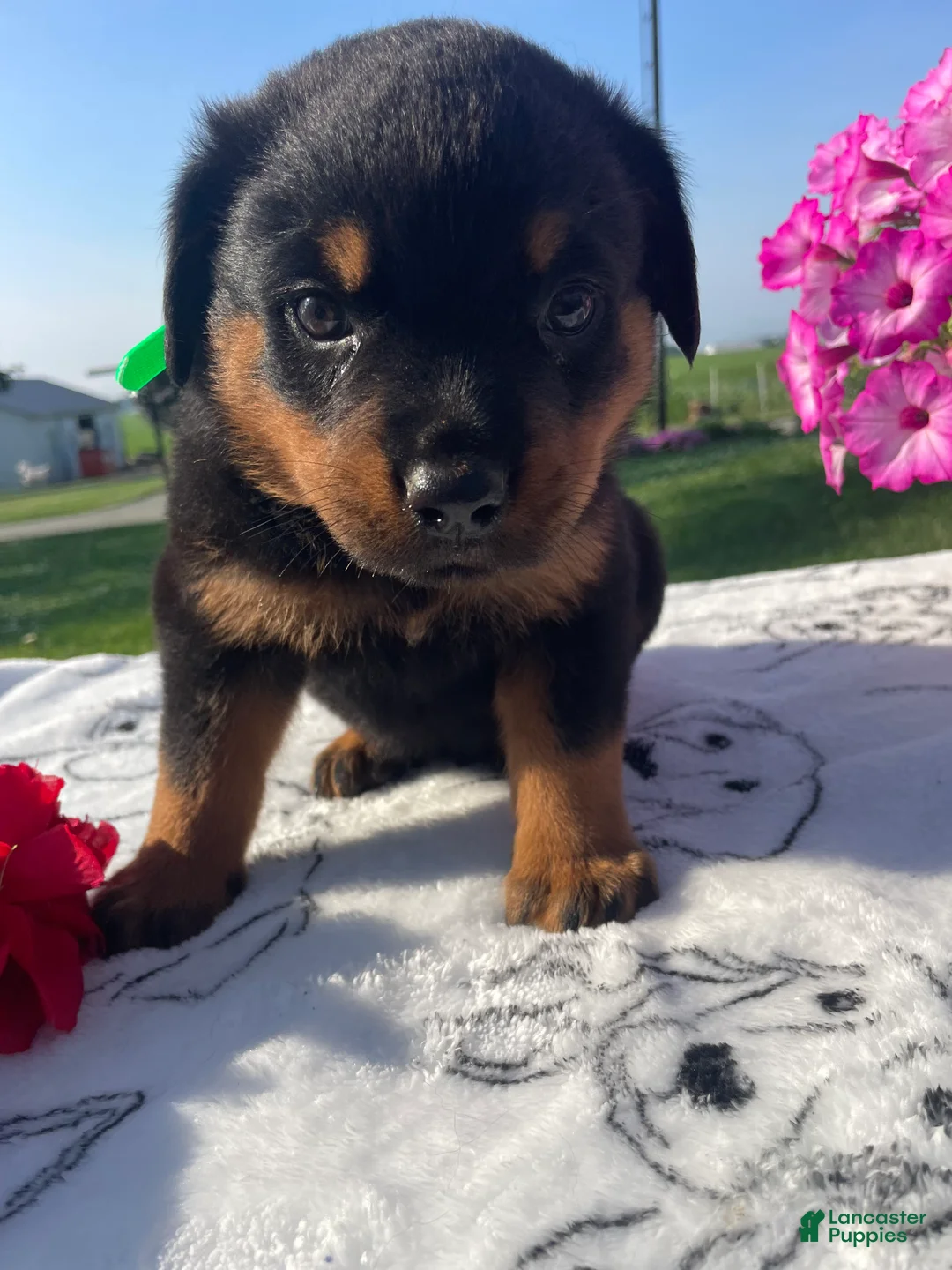 Rottweiler dogs for sale: Dozer - Ad 4