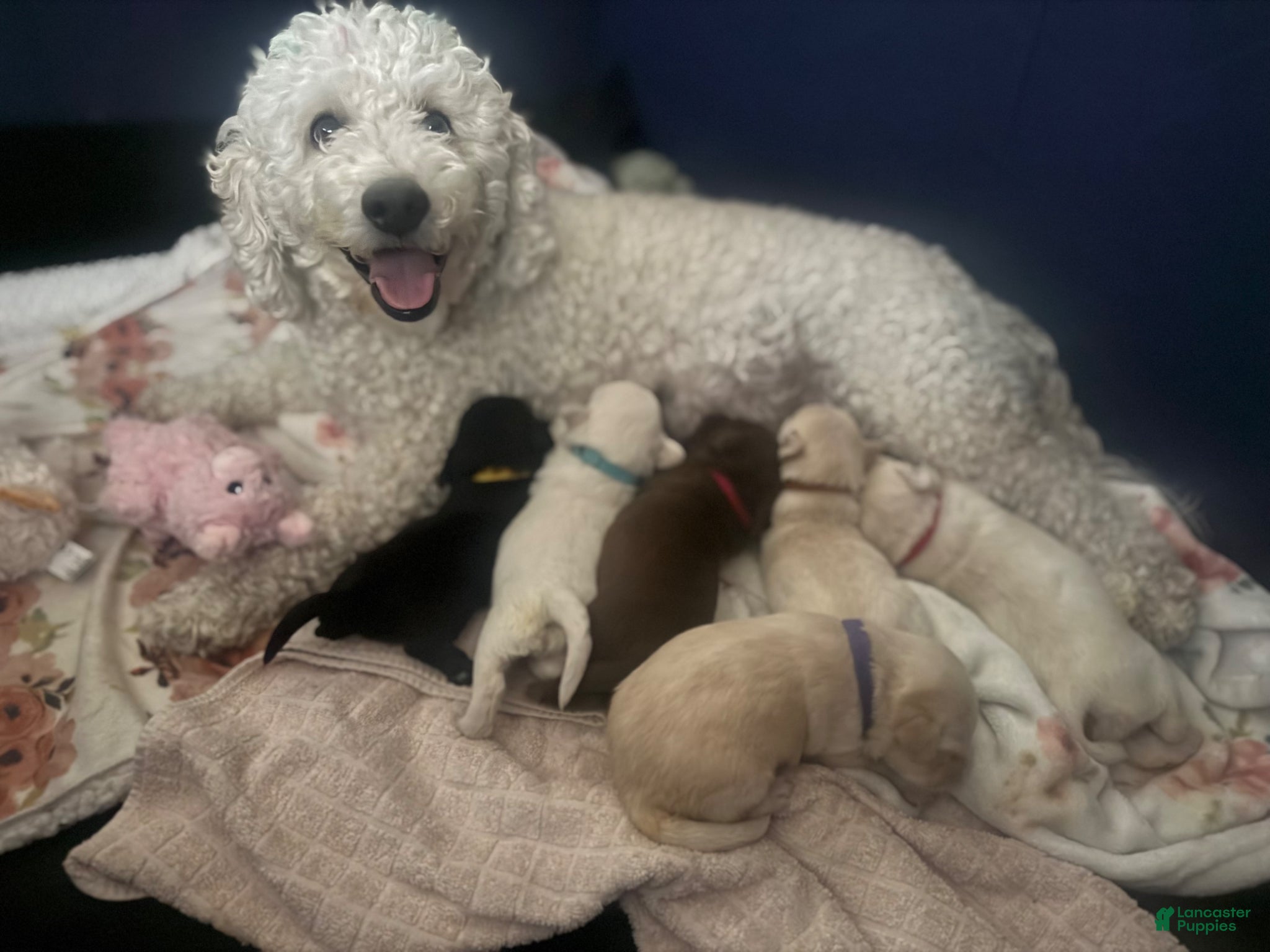 Labradoodle dogs Teddy - Ad 2