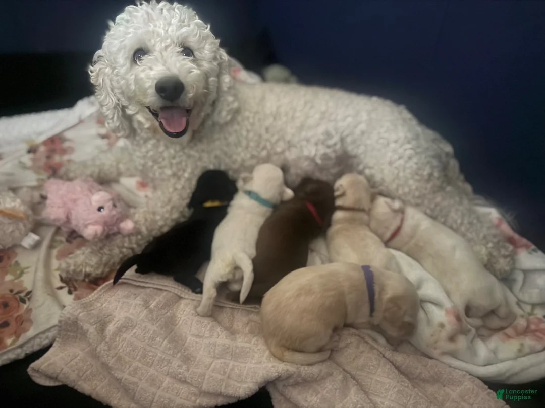 Labradoodle dogs for sale: Teddy - Ad 2