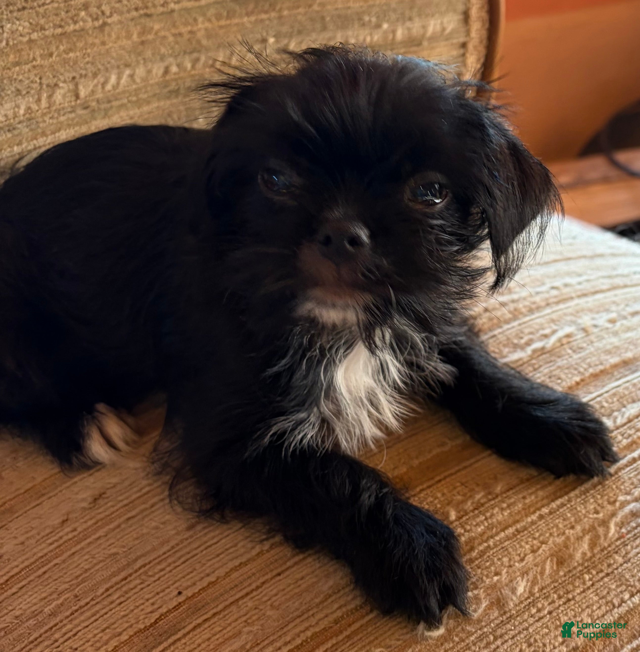Mixed Breed dogs Mixed Breed 1 - Ad 1