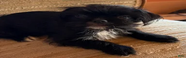 Mixed Breed 1