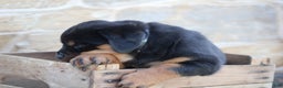 Rottweiler dogs for sale: Harmony - Ad 5