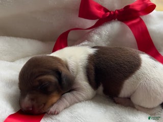 Miniature Dachshund dogs for sale: Doxy - Ad 4