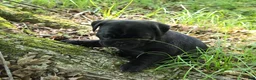 Pug dogs for sale: Brittney - Ad 14