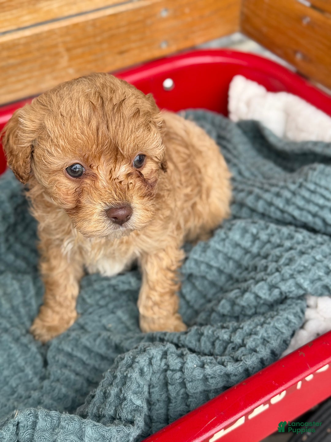 Cavapoo dogs for sale: Ace - Ad 8