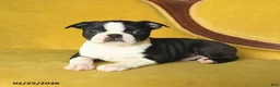 Boston Terrier dogs for sale: Smiley - Ad 2