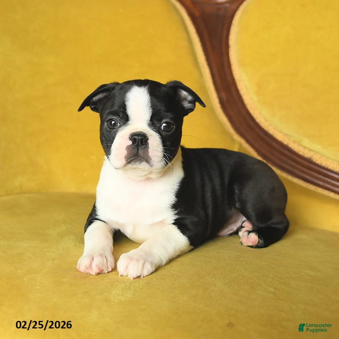 Boston Terrier dogs for sale: Smiley - Ad 2