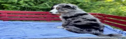 Australian Shepherd dogs for sale: Pokie - Ad 3
