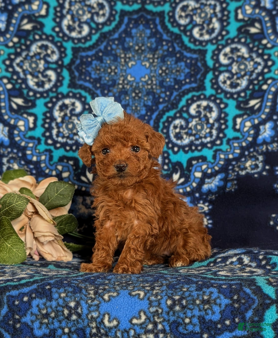 Toy Poodle dogs for sale: Ella - Ad 1