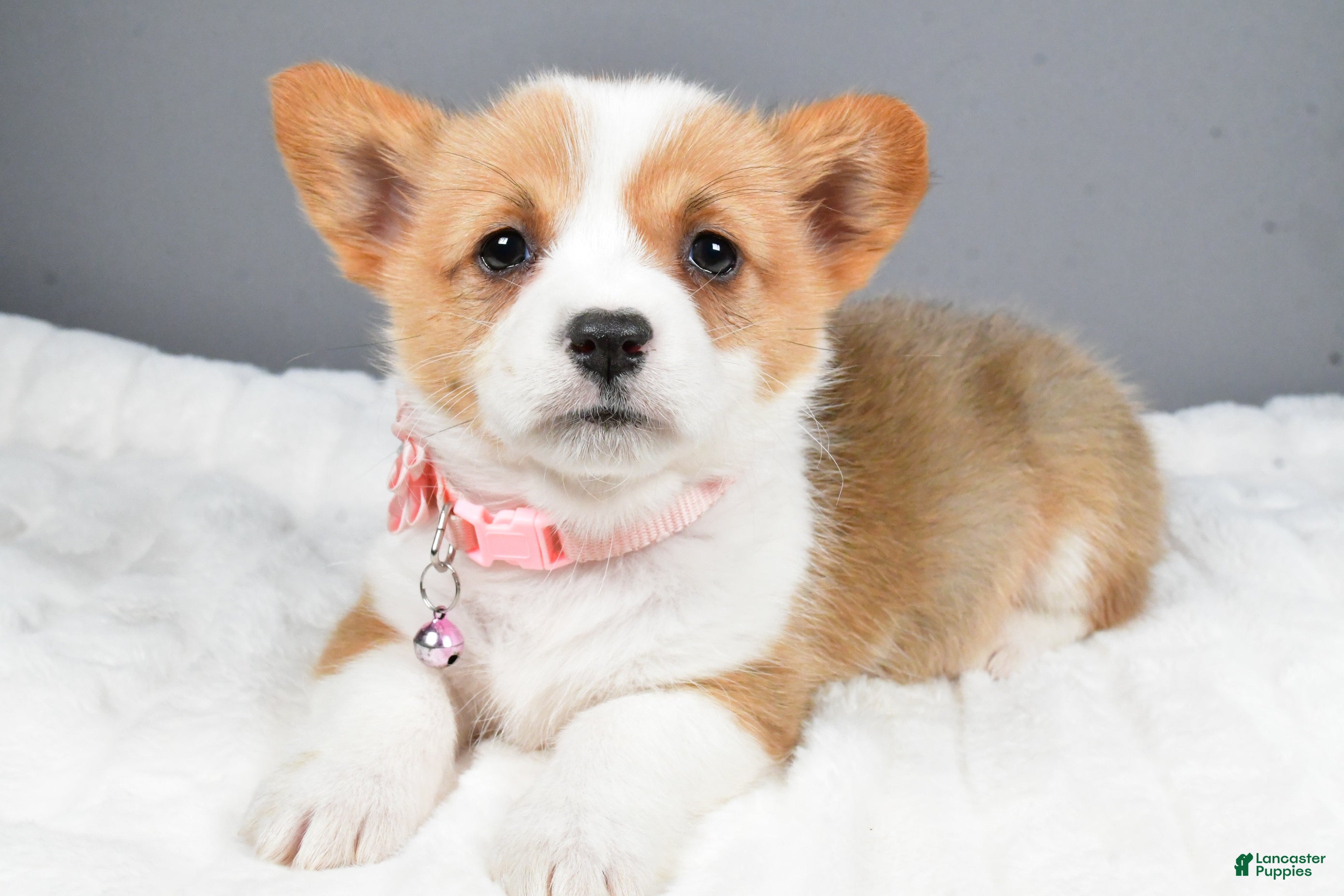 Welsh Corgi Pembroke dogs Blossom - Ad 38