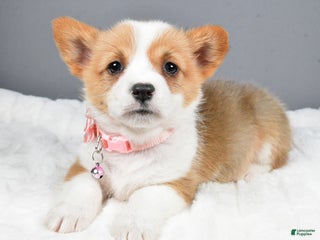 Welsh Corgi Pembroke dogs Blossom - Ad 21