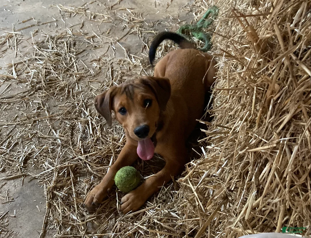Mixed Breed dogs for sale: Millie - Ad 2