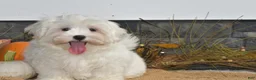 Maltese dogs for sale: Mischief - Ad 3