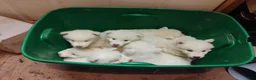Siberian Husky dogs for sale: Siberian Husky Puppy 5 - Ad 4