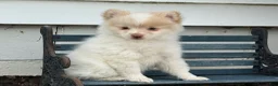 Pomeranian dogs for sale: Walker - Ad 4