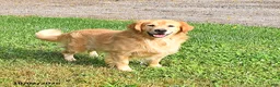 Golden Retriever dogs for sale: Sadie - Ad 6