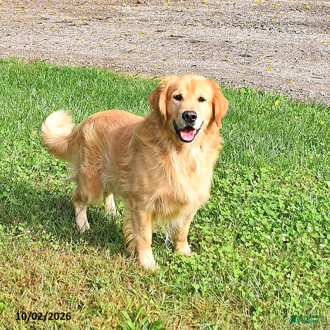Golden Retriever dogs for sale: Sadie - Ad 6