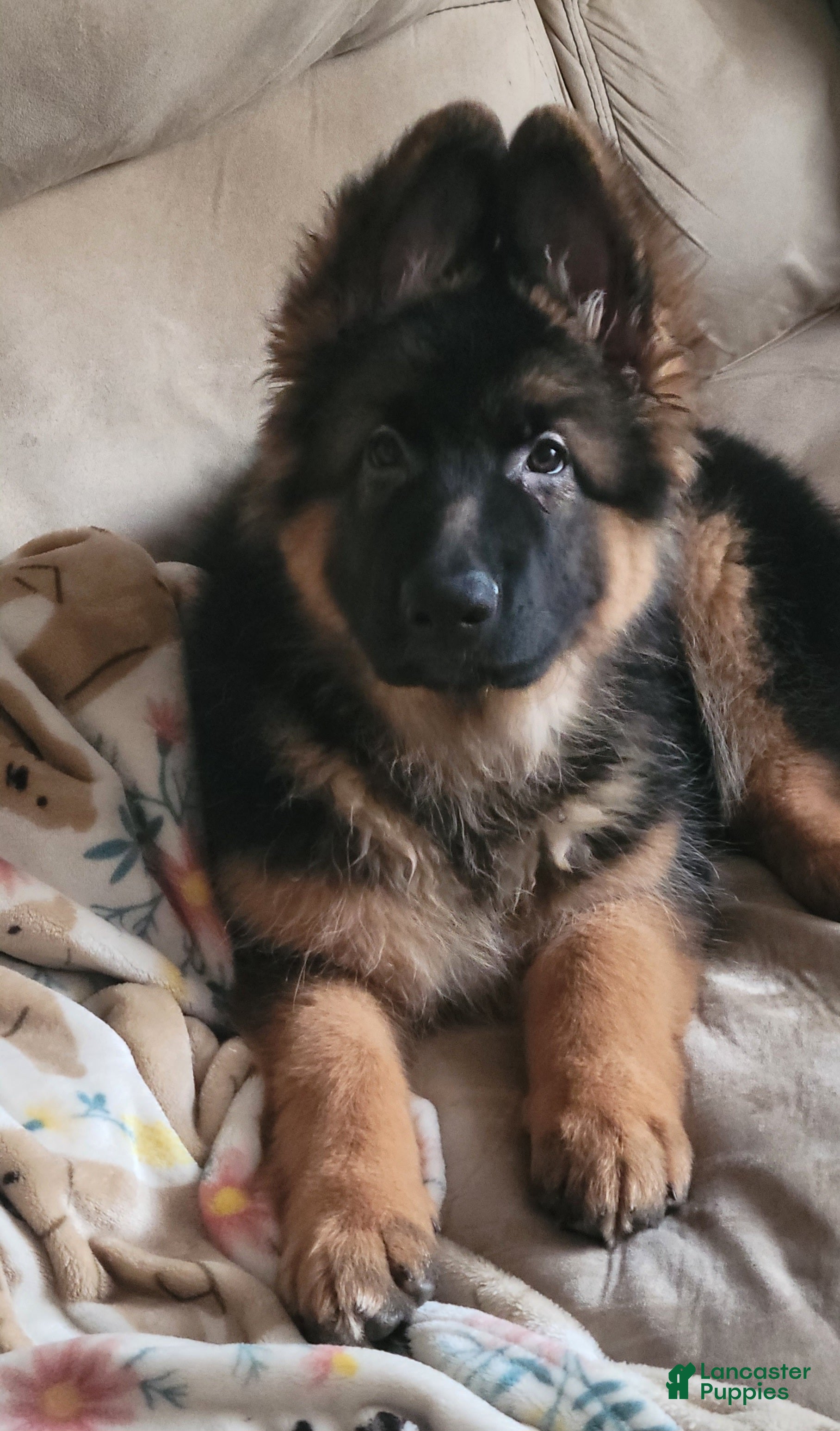 German Shepherd dogs Dasher - Ad 19