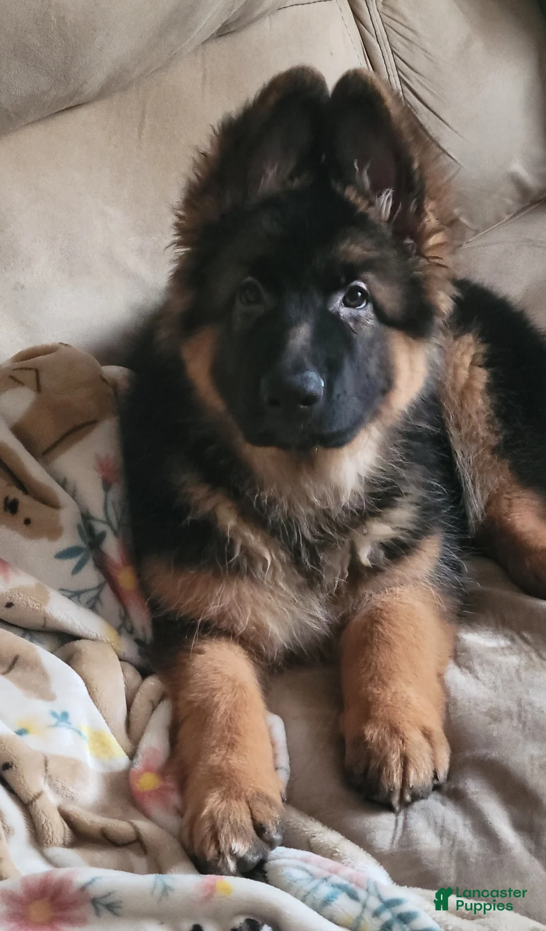 German Shepherd dogs for sale: Dasher - Ad 1