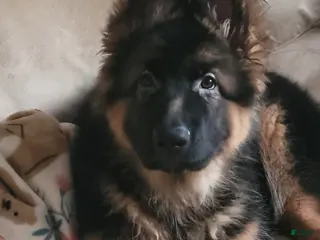 German Shepherd dogs Dasher - Ad 19