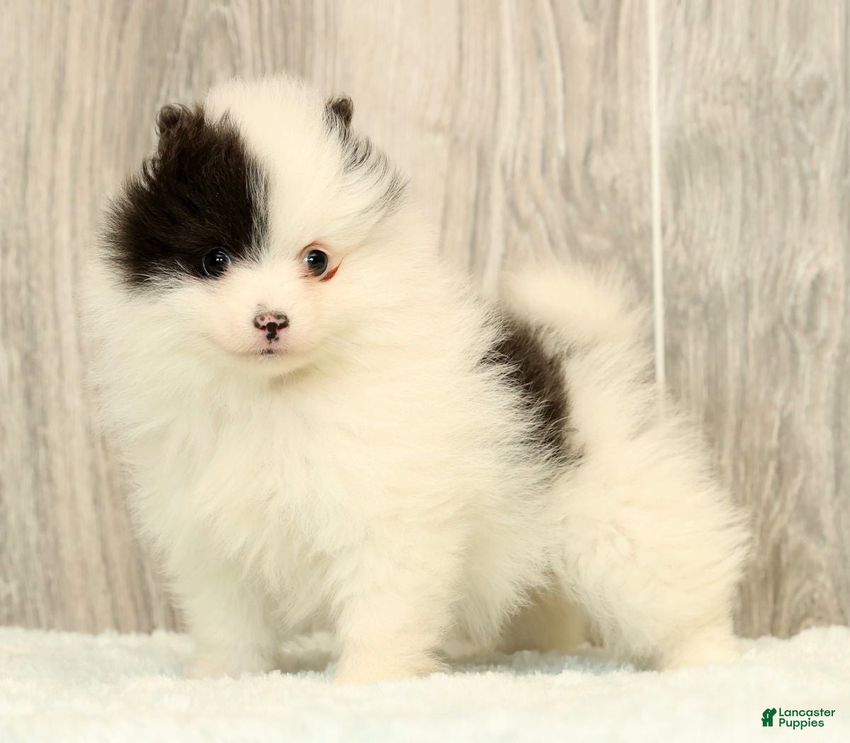 Pomeranian dogs Annabelle - Ad 1