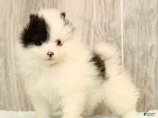 Pomeranian dogs Annabelle - Ad 17