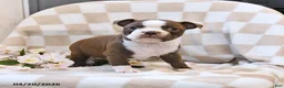 Boston Terrier dogs for sale: Bella   - Ad 2