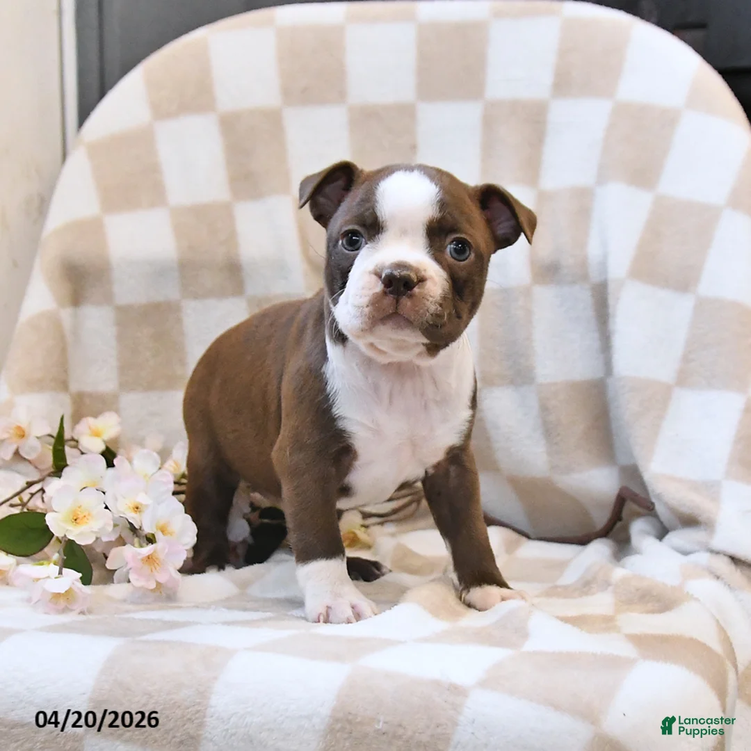 Boston Terrier dogs for sale: Bella   - Ad 2