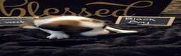 Mixed Breed dogs for sale: Black Boy - Ad 3