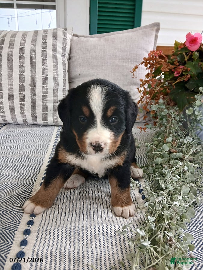 Bernese Mountain Dog dogs Avery - Ad 2