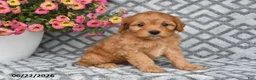 Cavapoo dogs for sale: Theo - Ad 9