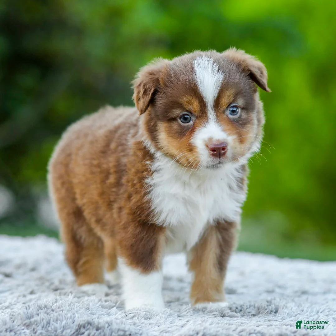 Miniature Australian Shepherd dogs for sale: Digger - Ad 2