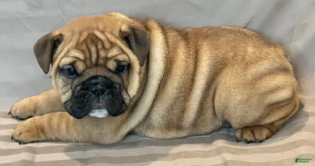 English Bulldog dogs for sale: Violet  - Ad 5