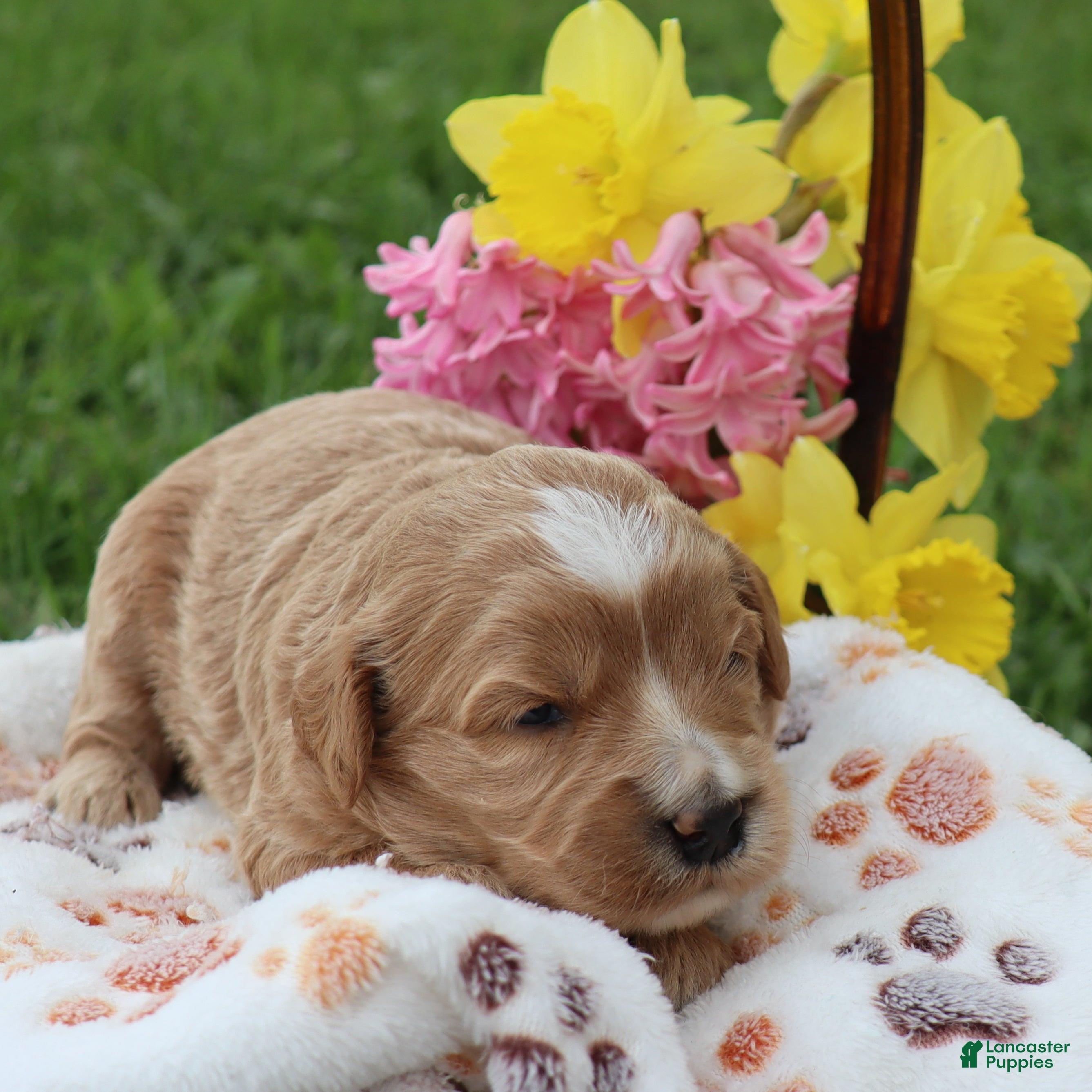 Mini Goldendoodle dogs Dexter - Ad 1