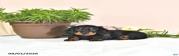 Miniature Dachshund dogs for sale: Percy - Ad 3