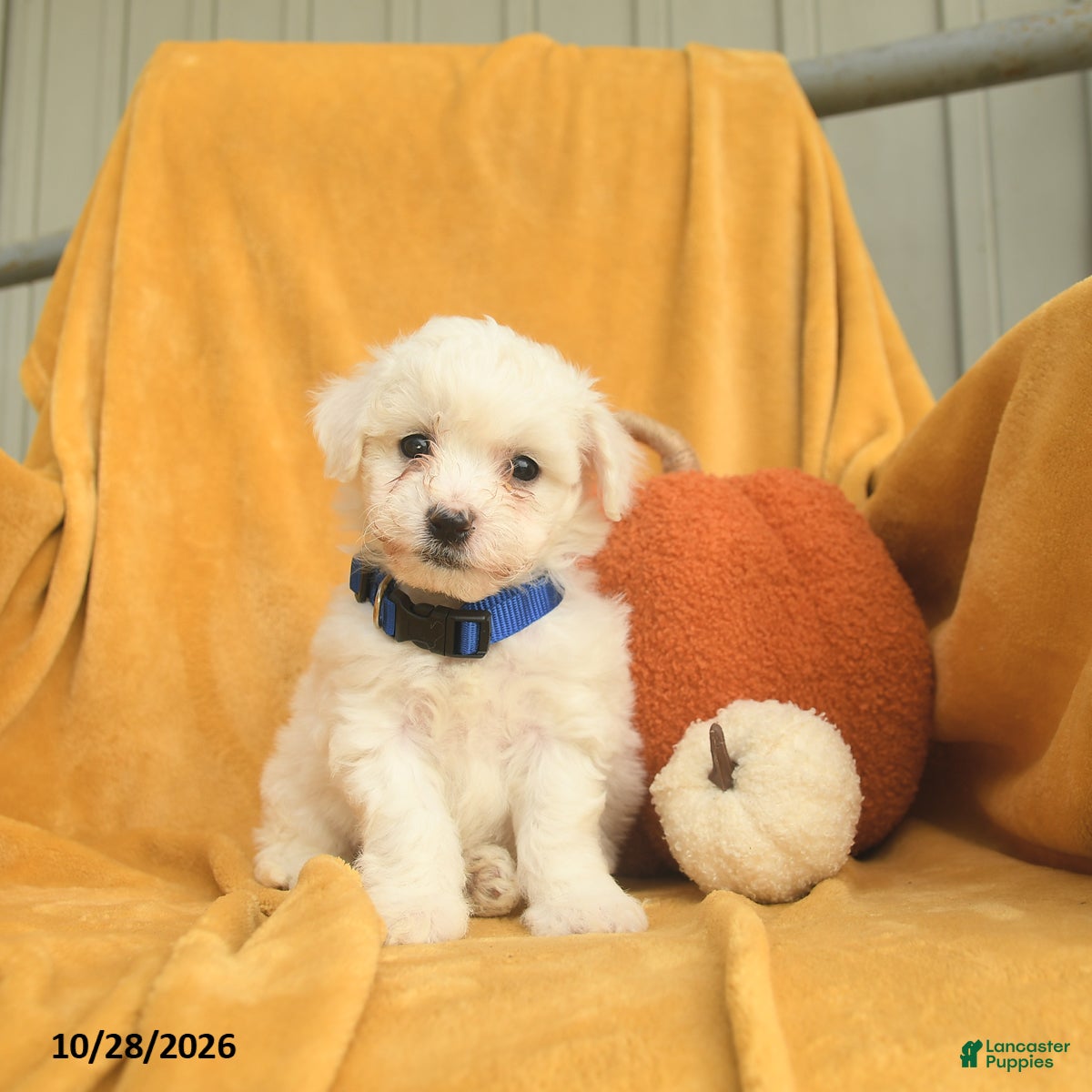 Bichon Frise dogs for sale: Henry  - Ad 1