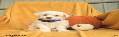 Henry 