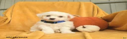 Bichon Frise dogs for sale: Henry  - Ad 1